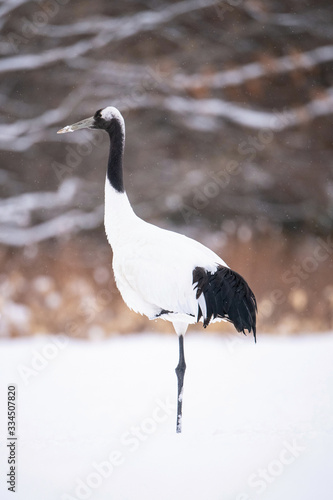 The Red-crowned crane, Grus japonensis The bird is standing in beautiful artick winter environment Japan Hokkaido Wildlife scene from Asia nature.