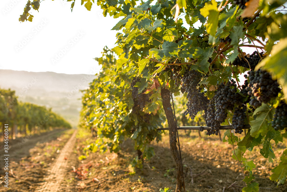vineyard in the morning with ripe red grape bunch in a row vine vineyard in the morning with ripe red grape bunch in a row vine
