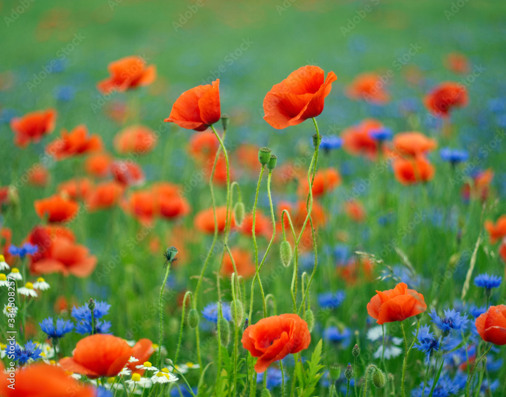 Obraz premium Poppy field with cornflower and grass. Country landscape. Colorful background