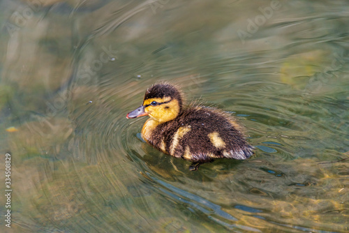 One Duckling on a river photo