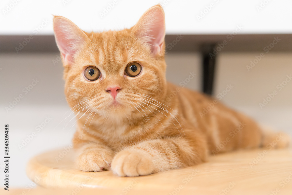Cute scottish fold cat on wood table.