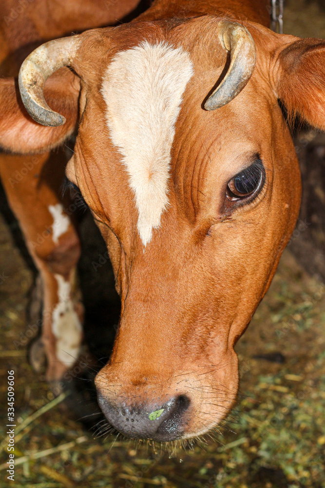 portrait of a brown cow portrait of a brown cow