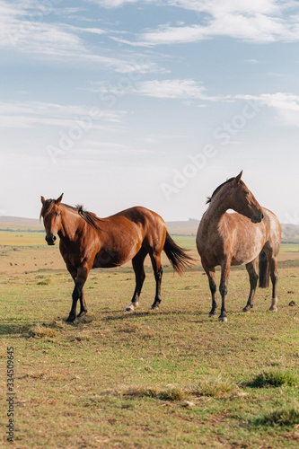 horses in the field © DanielViero