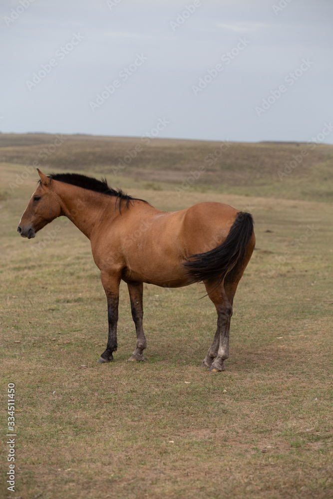 Fototapeta premium horse in the field