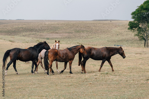 herd of horses