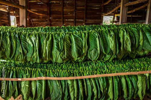 Green tobacco leaves drying in an air-curing barn in Cuba