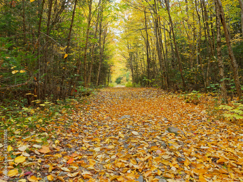 Wood trail covered in leaves in autumn