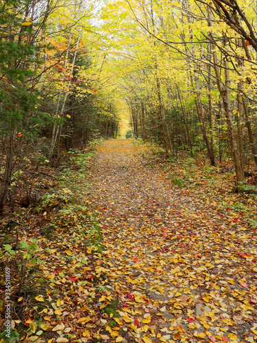 Wood trail covered in leaves in autumn