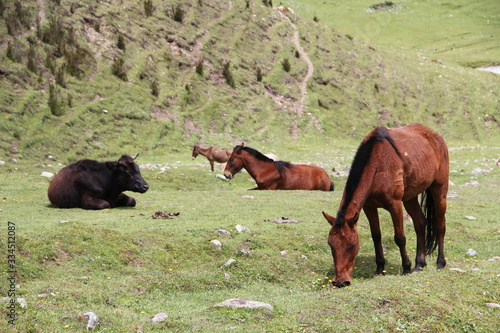 caballos y un toro pastando