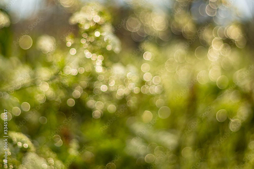 Obraz premium Abstract blur nature green background with beautiful bokeh