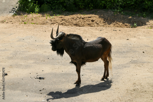 Wildebeest walks in nature
