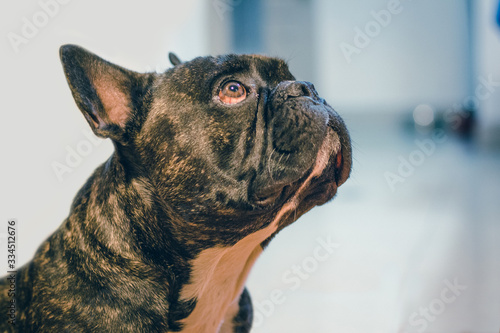 cute dog , French bulldog face profile (ID: 334512676)