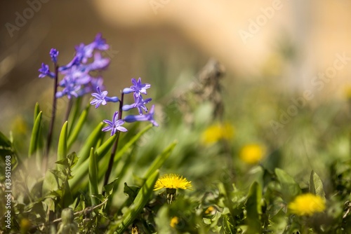 scene of hyacinthus flowers isolated