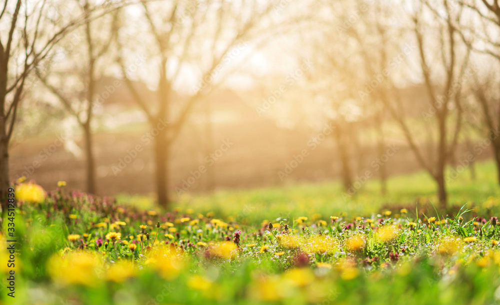 spring field background. spring blossom nature