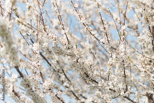spring garden tree flowering branches