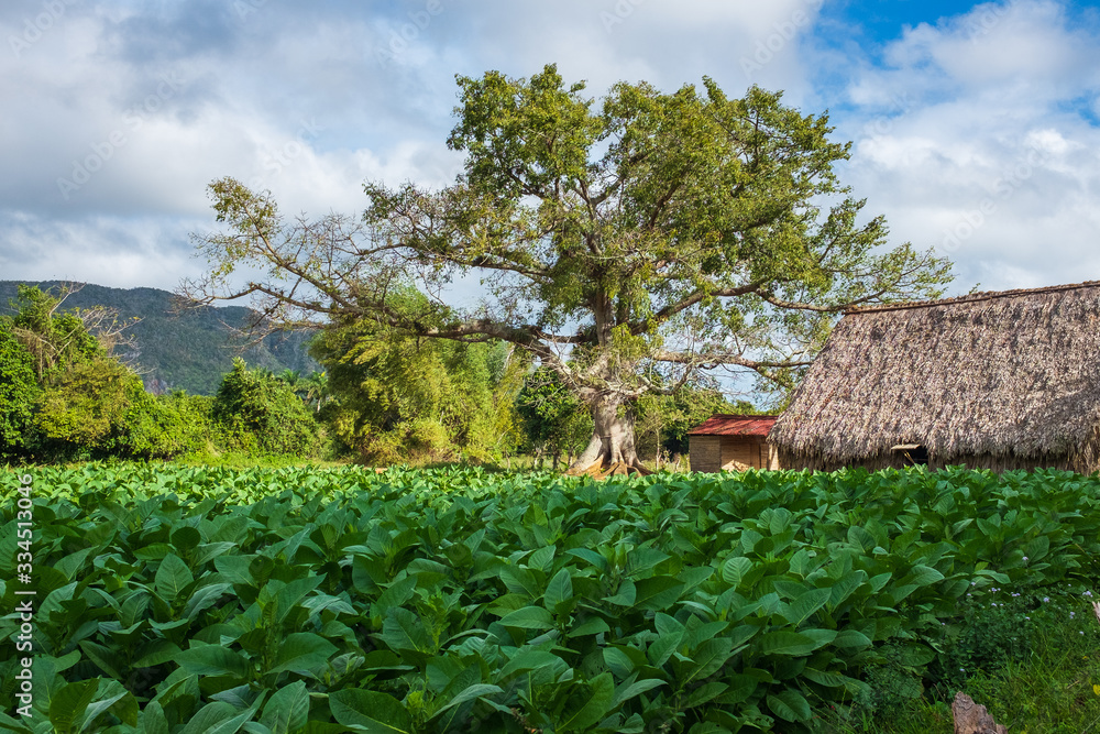 Big tree and a barn on a tobacco field in Vinales, Cuba Big tree and a barn on a tobacco field in Vinales, Cuba