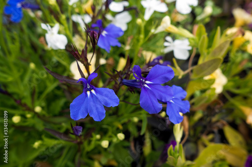 Small blue Violas wth two white ray markings