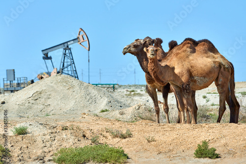 Camels standing in front of the oil pump.  Environmental protection concept.   World Oil Industry.   Mangistau region. Kazakhstan.