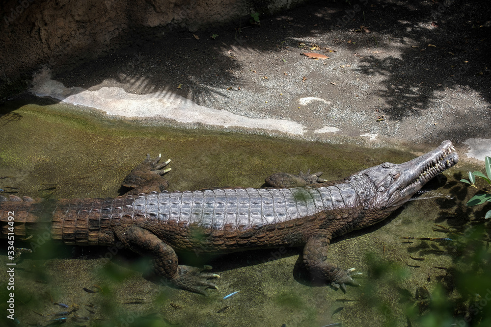 Tomistoma (Tomistoma schlegelii) resting at the Bioparc Fuengirola Tomistoma (Tomistoma schlegelii) resting at the Bioparc Fuengirola
