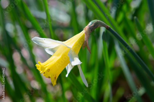 little yellow bell flower in the liedekerke forest