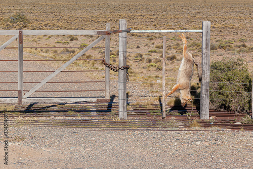 Numerous Pampas-fox killed on the fence of a rural property on route 3, Argentina
