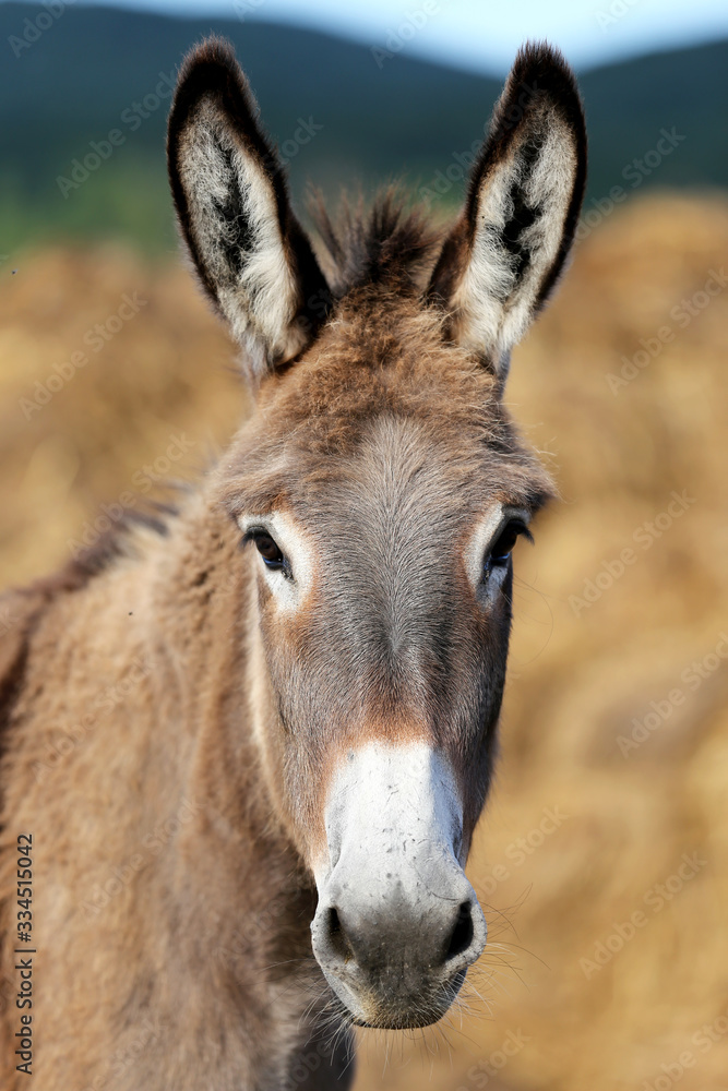 Beautiful healthy young donkey head shot closeup