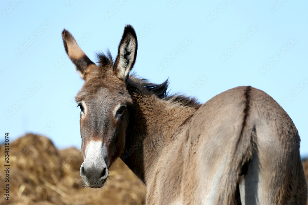 Beautiful healthy young donkey head shot closeup Beautiful healthy young donkey head shot closeup