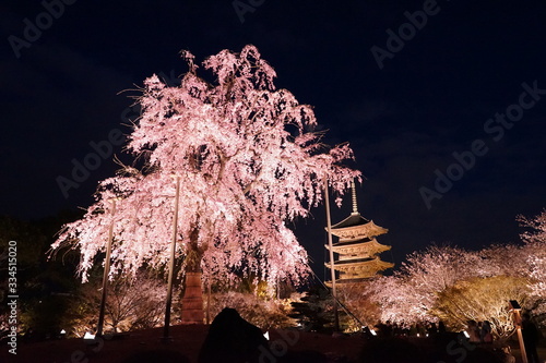 夜桜