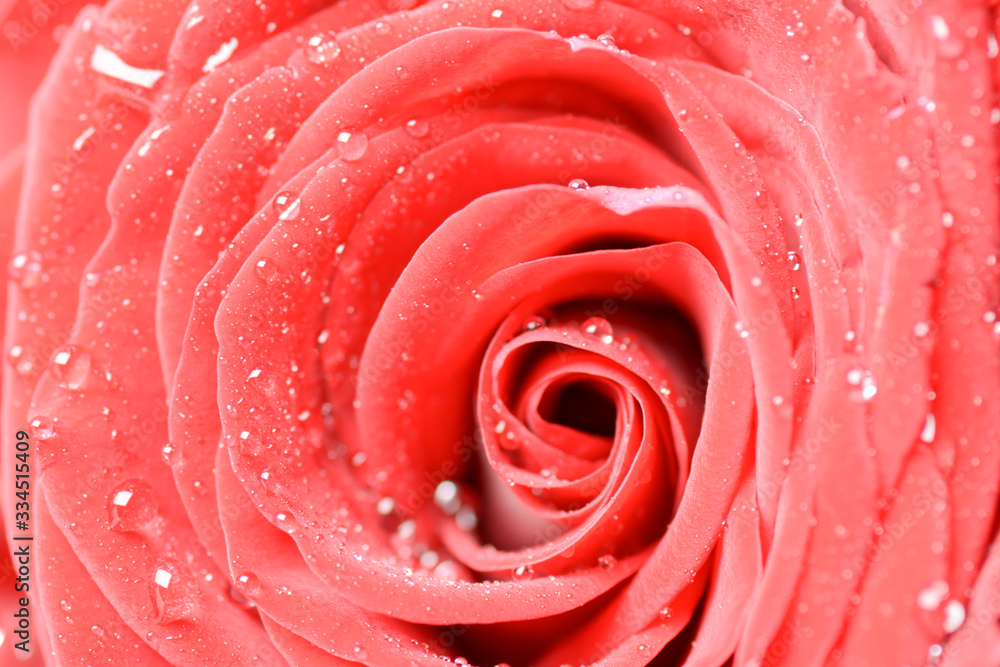 A bouquet of beautiful burgundy roses close-up. Macro A bouquet of beautiful burgundy roses close-up. Macro