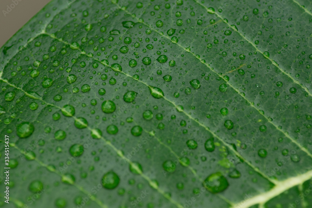Water drop on beautiful leaf. Water drop on beautiful leaf.