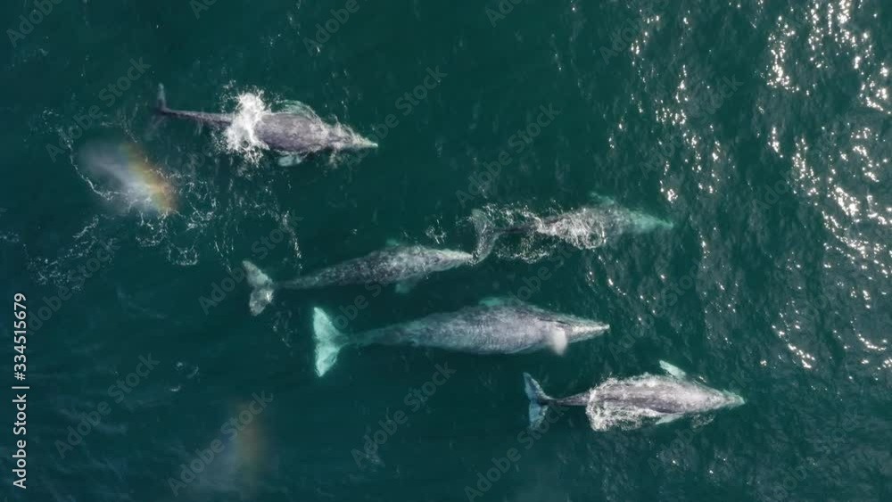 Inspiring aerial footage over the group of whales swimming in turquoise ocean water close to the surface. Beautiful majestic animals in their natural habitat. Observing the wild nature. 4K