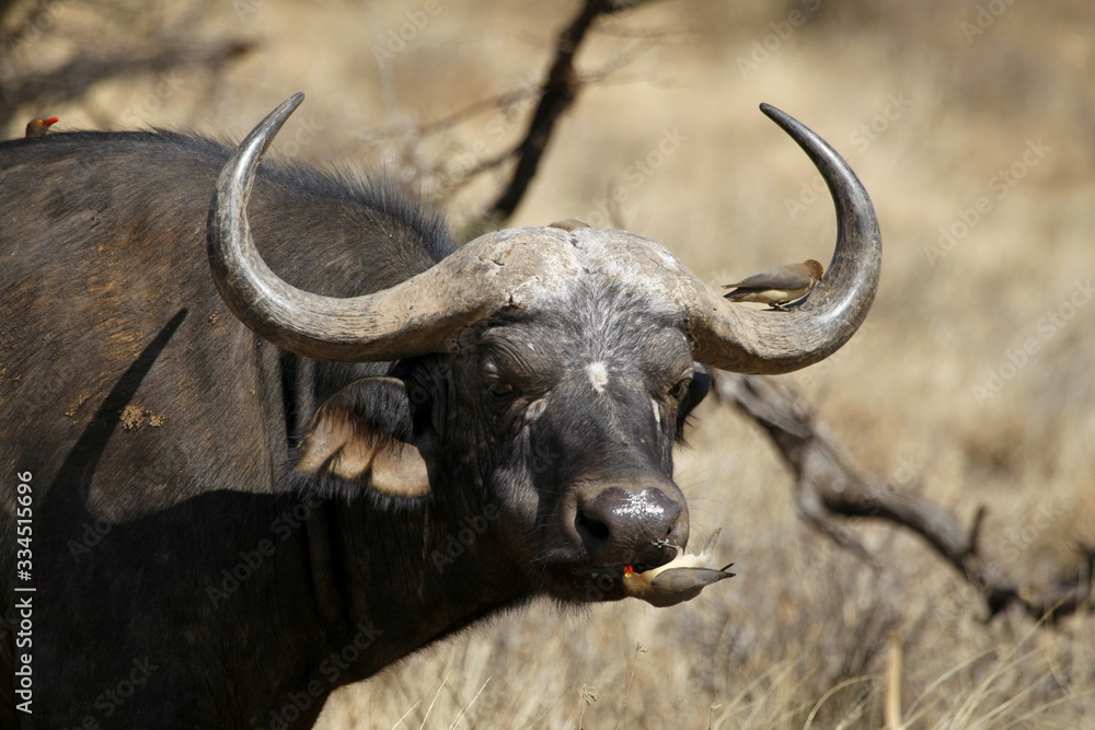 Naklejka premium close up horns of a buffalo