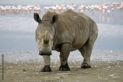 A white rhino looks at the camera with a lake in the background