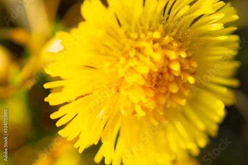 Bright yellow spring juicy dandelion closeup shot on a sunny day. macro