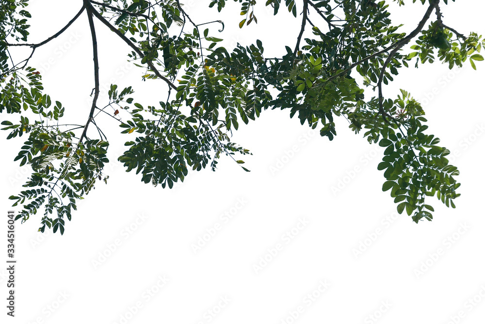 Top of the tree isolated on white background. Top of the tree isolated on white background.