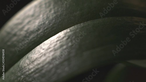 The Long Midrib And The Small Veins Of The Dark Green Leaf. -close up shot photo