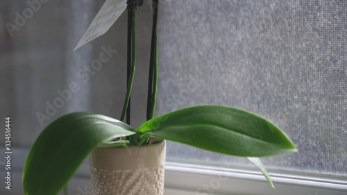 The White Small Vase Of The Baby Orchid With Big Leaves And White Flowers Placed Beside The Window. -close up shot photo