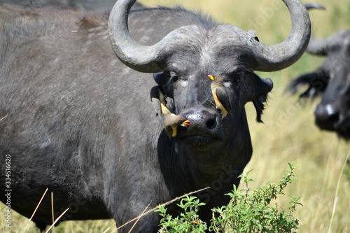 oxpeckers on the nose of a buffalo photo