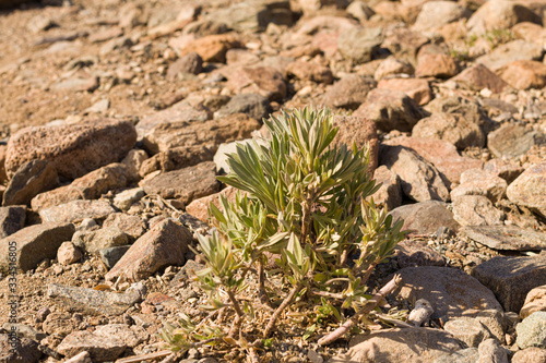 close up of a small desert plant growing between rocks in a desert