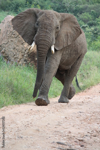 An angry elephant blocking a bush road