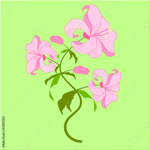 Blooming lily flowers. Floral postcard. Wedding elements. Colored silhouette isolated on green background. Vector illustration.