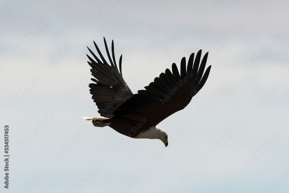 Pygargue vocifère,.Haliaeetus vocifer , African Fish Eagle, Parc national Kruger, Afrique du Sud Pygargue vocifère,.Haliaeetus vocifer , African Fish Eagle, Parc national Kruger, Afrique du Sud