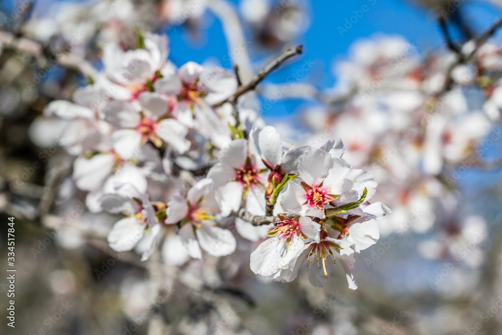 Almonds blossom in Madrid (Quinta de los Molinos Park) Almonds blossom in Madrid (Quinta de los Molinos Park)
