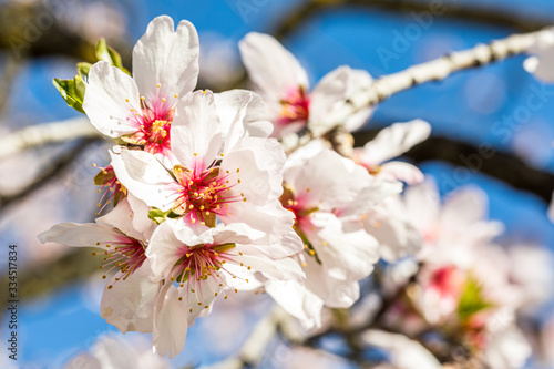 Almonds blossom in Madrid (Quinta de los Molinos Park)