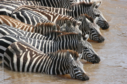 large group of zebras drinking together