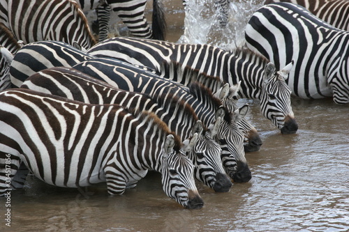 zebras at a watering hole