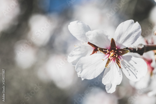Almonds blossom in Madrid (Quinta de los Molinos Park) (ID: 334517887)
