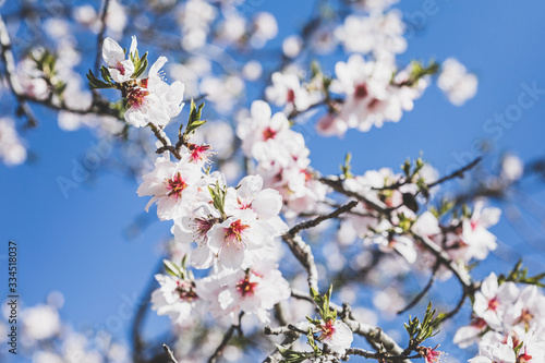 Almonds blossom in Madrid (Quinta de los Molinos Park) (ID: 334518037)