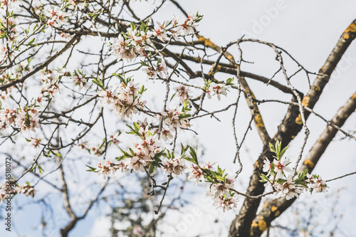 Almonds blossom in Madrid (Quinta de los Molinos Park) (ID: 334518072)