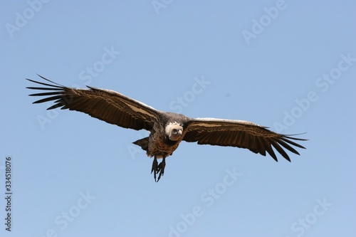 white backed vulture flying